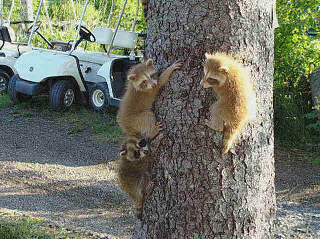 Raccoons on Golf Course